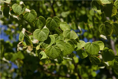 Judasblattbaum - Cercidiphyllum japonicum - Formgehölze