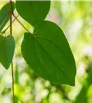 Judasblattbaum - Cercidiphyllum japonicum - Formgehölze