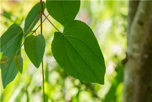 Judasblattbaum - Cercidiphyllum japonicum - Formgehölze