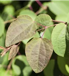Judasblattbaum - Cercidiphyllum japonicum - Formgehölze
