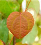 Judasblattbaum - Cercidiphyllum japonicum - Formgehölze
