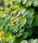 Judasblattbaum - Cercidiphyllum japonicum - Formgehölze