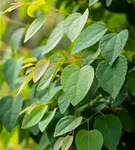Judasblattbaum - Cercidiphyllum japonicum - Formgehölze