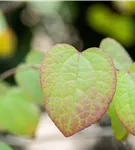 Judasblattbaum - Cercidiphyllum japonicum - Formgehölze