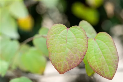 Judasblattbaum - Cercidiphyllum japonicum - Formgehölze