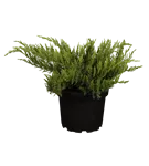 Tamarisken-Wacholder 'Tamariscifolia' - Juniperus sabina 'Tamariscifolia'