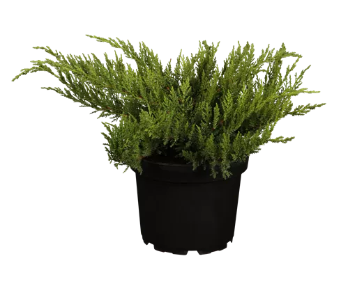 Tamarisken-Wacholder 'Tamariscifolia' - Juniperus sabina 'Tamariscifolia'