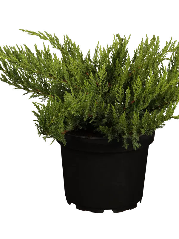 Tamarisken-Wacholder 'Tamariscifolia' - Juniperus sabina 'Tamariscifolia'