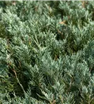 Tamarisken-Wacholder 'Tamariscifolia' - Juniperus sabina 'Tamariscifolia'
