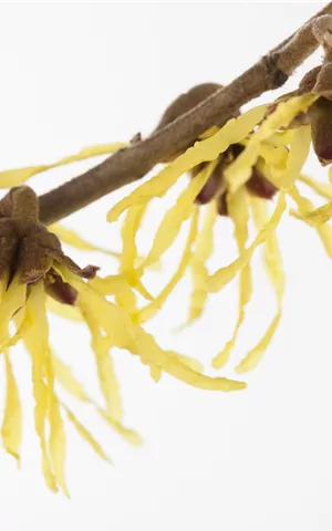 Hamamelis interm.'Pallida'