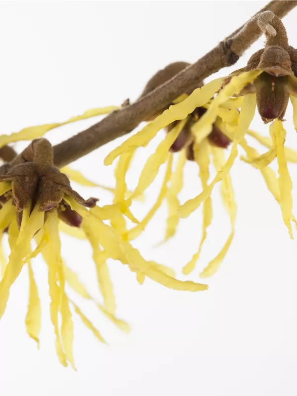 Zaubernuss 'Pallida' - Hamamelis interm.'Pallida'