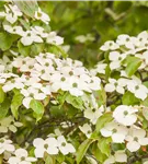 Jap.Blumen-Hartriegel - Cornus kousa - Ziergehölze