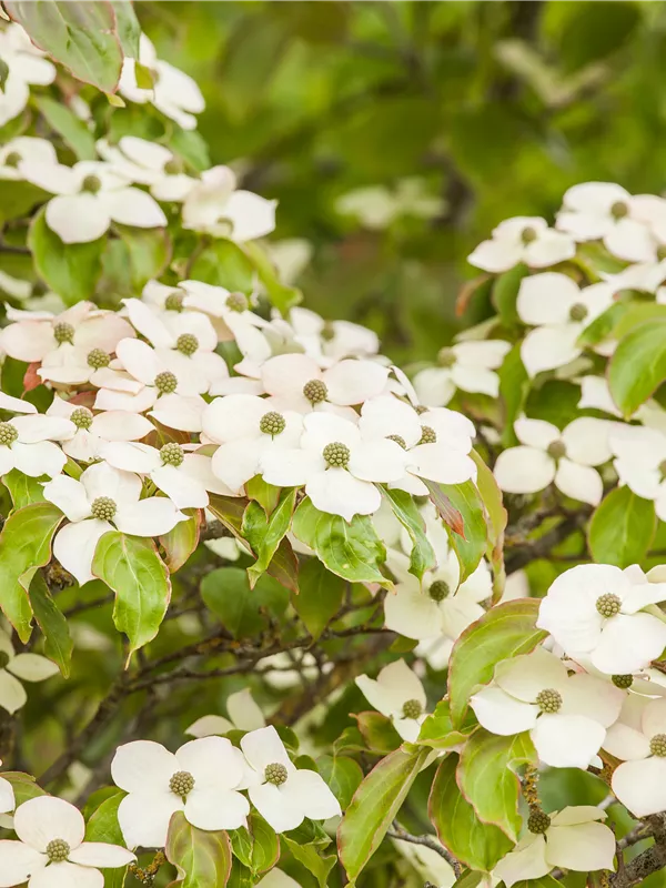 Jap.Blumen-Hartriegel - Cornus kousa - Ziergehölze