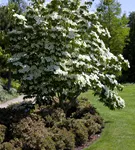 Jap.Blumen-Hartriegel - Cornus kousa - Ziergehölze