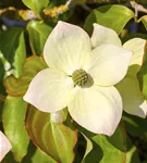 Jap.Blumen-Hartriegel - Cornus kousa - Ziergehölze