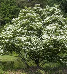 Jap.Blumen-Hartriegel - Cornus kousa - Ziergehölze