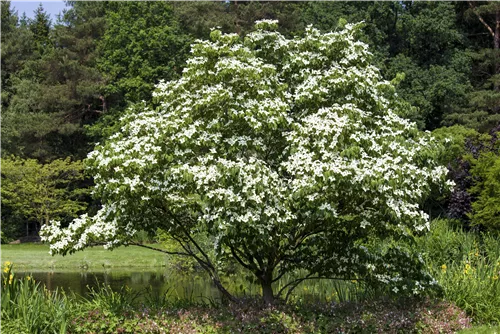 Jap.Blumen-Hartriegel - Cornus kousa - Ziergehölze