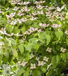 Jap.Blumen-Hartriegel - Cornus kousa - Ziergehölze