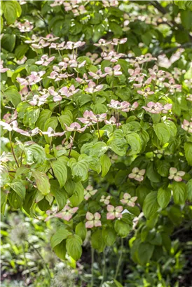Jap.Blumen-Hartriegel - Cornus kousa - Ziergehölze