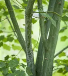 Davidsahorn - Acer davidii