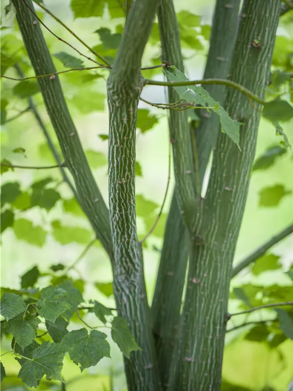 Davidsahorn - Acer davidii