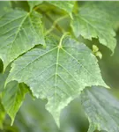 Davidsahorn - Acer davidii