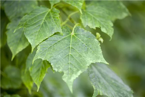 Davidsahorn - Acer davidii