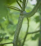 Davidsahorn - Acer davidii