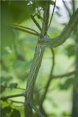 Davidsahorn - Acer davidii