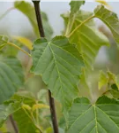 Davidsahorn - Acer davidii