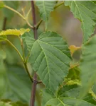 Davidsahorn - Acer davidii