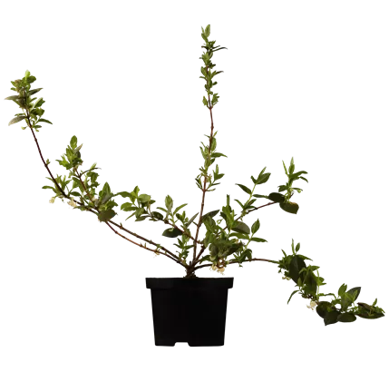 Wohlriechende Heckenkirsche - Lonicera fragrantissima