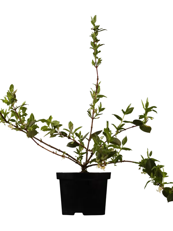 Wohlriechende Heckenkirsche - Lonicera fragrantissima