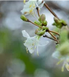 Wohlriechende Heckenkirsche - Lonicera fragrantissima