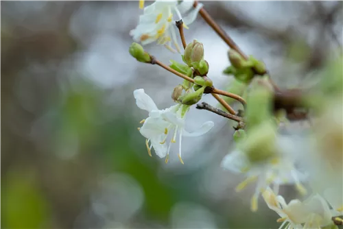 Wohlriechende Heckenkirsche - Lonicera fragrantissima