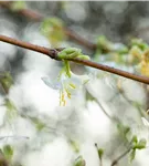 Wohlriechende Heckenkirsche - Lonicera fragrantissima
