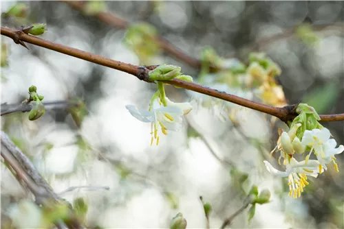 Wohlriechende Heckenkirsche - Lonicera fragrantissima