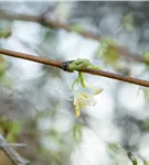 Wohlriechende Heckenkirsche - Lonicera fragrantissima