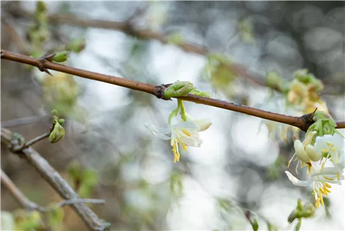 Wohlriechende Heckenkirsche - Lonicera fragrantissima