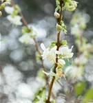Wohlriechende Heckenkirsche - Lonicera fragrantissima