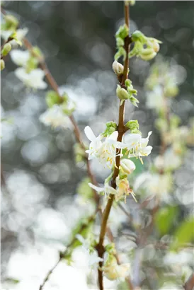 Wohlriechende Heckenkirsche - Lonicera fragrantissima