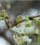 Wohlriechende Heckenkirsche - Lonicera fragrantissima