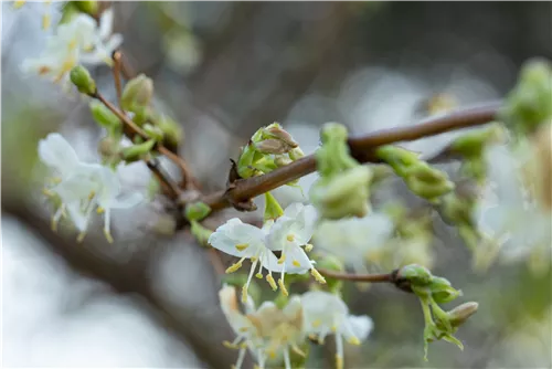 Wohlriechende Heckenkirsche - Lonicera fragrantissima