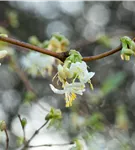 Wohlriechende Heckenkirsche - Lonicera fragrantissima