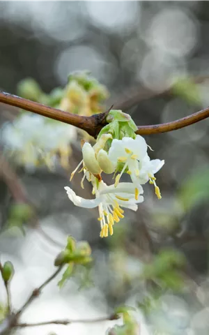 Lonicera fragrantissima