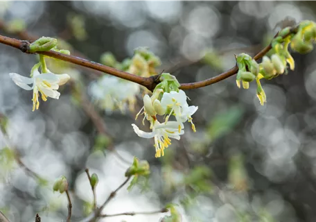 Lonicera fragrantissima - Wohlriechende Heckenkirsche