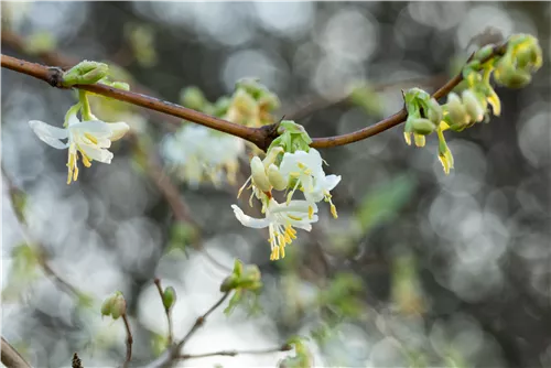 Wohlriechende Heckenkirsche - Lonicera fragrantissima
