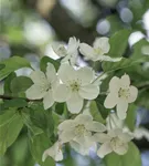 Zierapfel 'Professor Sprenger' - Malus 'Professor Sprenger' CAC