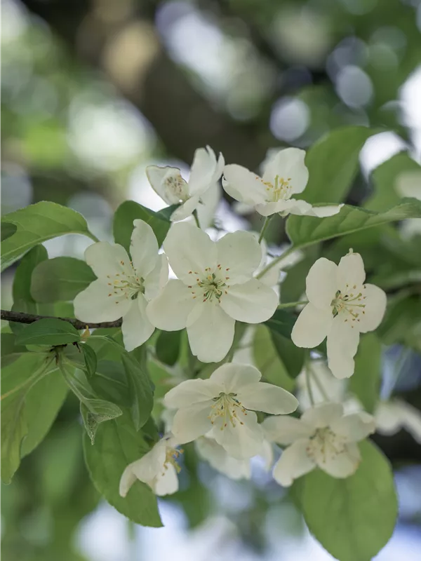 Zierapfel 'Professor Sprenger' - Malus 'Professor Sprenger' CAC