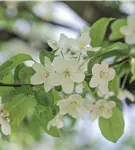 Zierapfel 'Professor Sprenger' - Malus 'Professor Sprenger' CAC